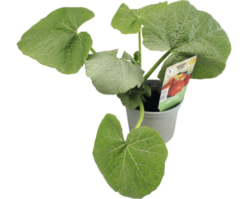 Hokkaido Kürbis Jungpflanze im Topf