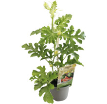 Wassermelonenpflanze im Topf mit Blättern und Blüten
