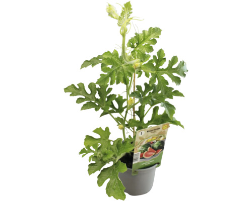 Wassermelonenpflanze im Topf mit Blättern und Blüten