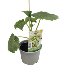 Mini-Snackgurke im Topf mit Pflanzenetikett und Holzstab