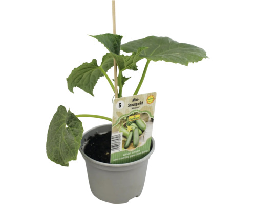 Mini-Snackgurke im Topf mit Pflanzenetikett und Holzstab