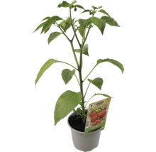 Pflanze Spitzpaprika in einem Topf