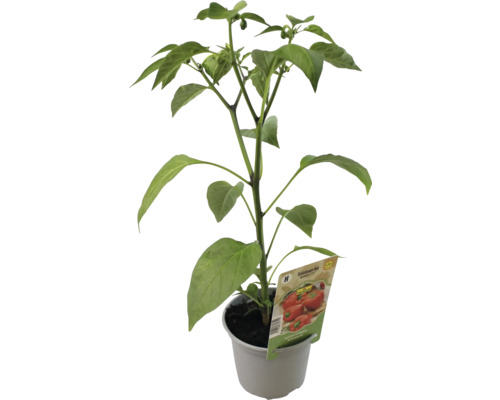 Pflanze Spitzpaprika in einem Topf