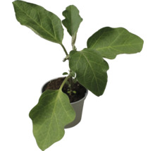 Auberginepflanze im Topf