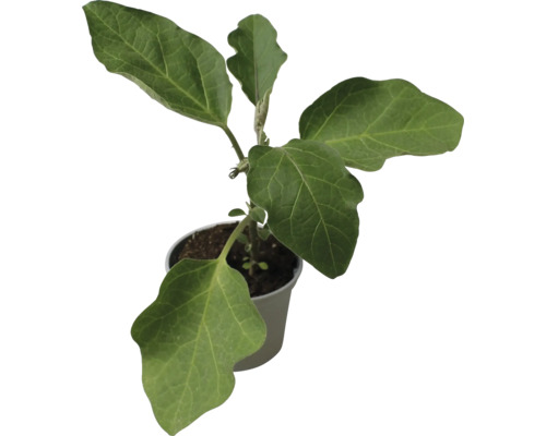 Auberginepflanze im Topf