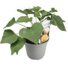 Süßkartoffelpflanze im Topf