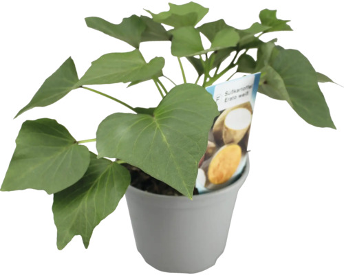 Süßkartoffelpflanze im Topf