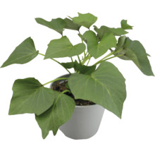 Süßkartoffelpflanze im Topf