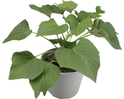 Süßkartoffelpflanze im Topf