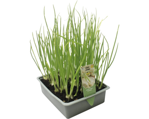 Schnittlauch im Topf