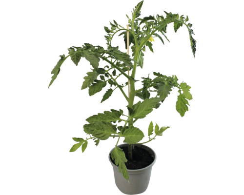 Tomatenpflanze im Topf mit Stützstab