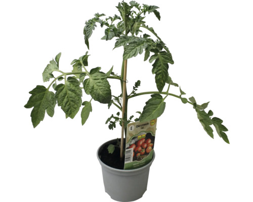 Tomatenpflanze im Topf mit Stützstab