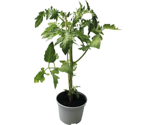 Tomatenpflanze im Topf mit Stützstab