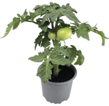 Tomatenpflanze im Topf mit unreifen Tomaten