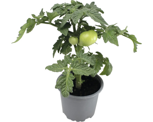 Tomatenpflanze im Topf mit unreifen Tomaten