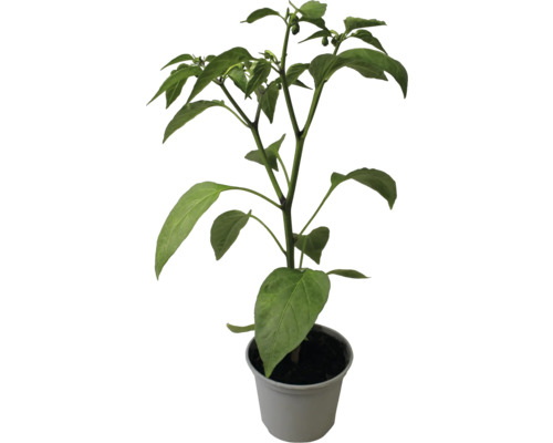 Chili Pflanze im Topf