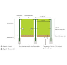 Schema einer Hecke mit Eisenpfahl, Heckenelement und Betonfundament