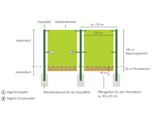 Schema einer Hecke mit Eisenpfahl, Heckenelement und Betonfundament