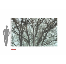 Komar Fototapete mit Baum-Motiv, 250 mal 400 cm