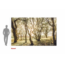 Komar Fototapete mit Waldmotiv und Größenangaben