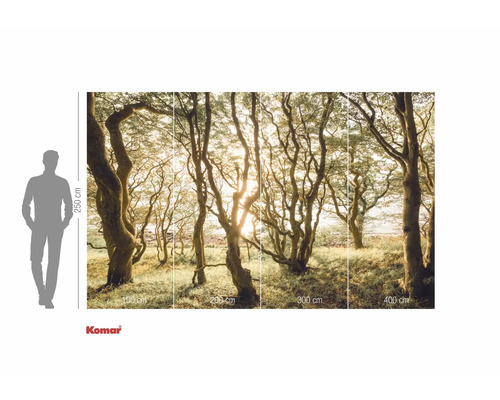 Komar Fototapete mit Waldmotiv und Größenangaben