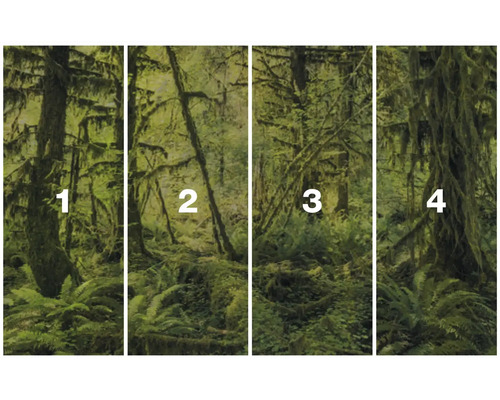 Vierteiliges Fotomotiv eines moosbewachsenen Waldstücks