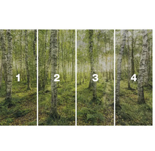 Vierteilige Fototapete mit Birkenwaldmotiv