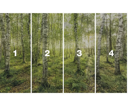Vierteilige Fototapete mit Birkenwaldmotiv