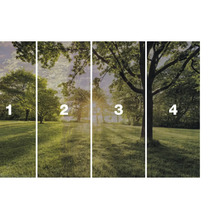 Vlies Fototapete mit Waldmotiv