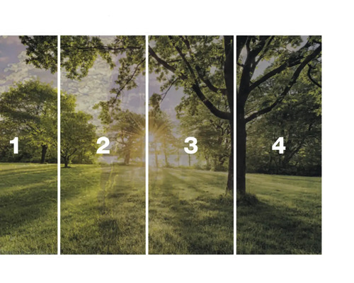 Vlies Fototapete mit Waldmotiv