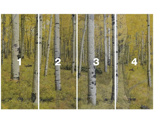 Fototapete mit Birkenwald-Motiv im Herbst