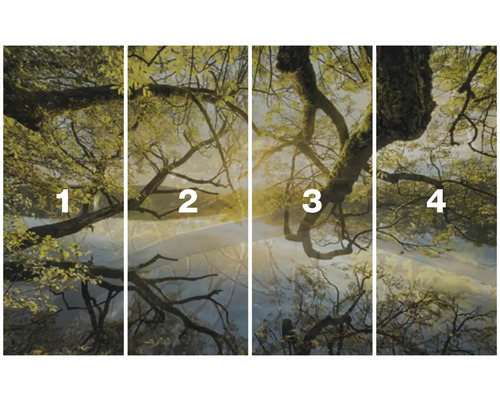 Vierteilige Fototapete mit Baummotiv