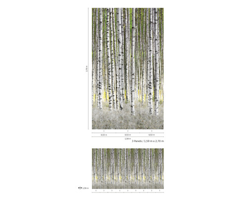 Fototapete mit Birkenwald Motiv und Maßangaben