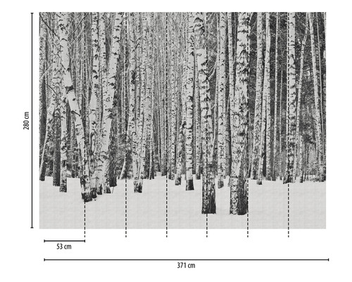 Fototapete mit Birkenwald Motiv und den Maßen 371 cm x 280 cm