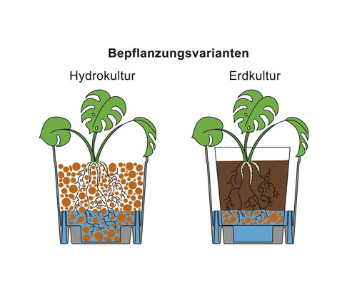 Illustration von Pflanzvarianten mit Hydrokultur und Erdkultur