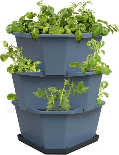 Dreistöckiger stapelbarer Kartoffelturm aus blauem Kunststoff mit wachsenden Kartoffelpflanzen.