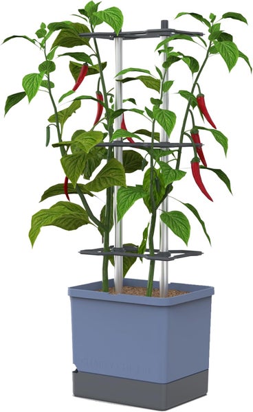 Chilipflanze mit roter Chili in Pflanzgefäß mit Rankhilfe