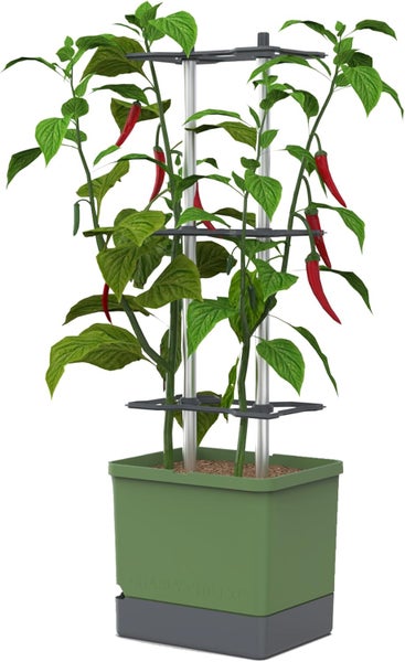 Chilipflanze mit Rankhilfe in Pflanzkasten