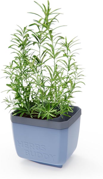 Rosmarinpflanze im Topf für den Innenbereich