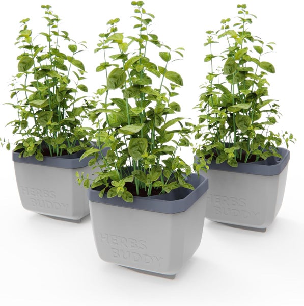 Drei Kräutertöpfe mit Basilikum aufgereiht.