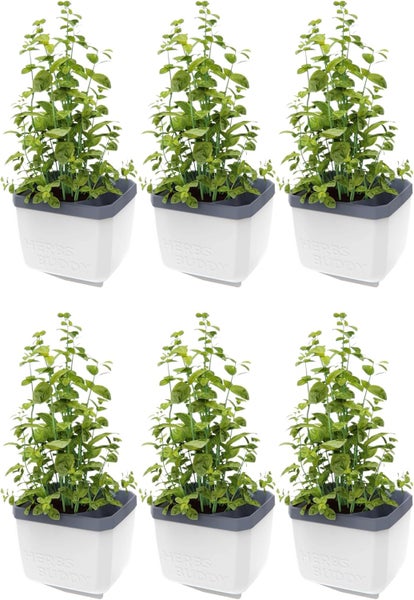 Sechs Basilikum Pflanzen in weißen Töpfen mit Aufschrift Herbs Buddy.