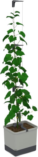 Gurkenpflanze mit Rankhilfe in einem Pflanzkasten