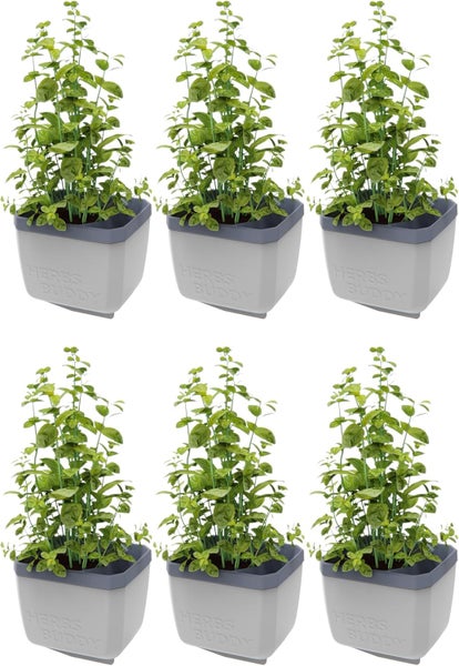 Sechs Kräutertöpfe mit grünen Kräutern in grauen Töpfen.