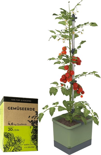 Tomatenpflanze mit Pflanzkasten und Gemüserde