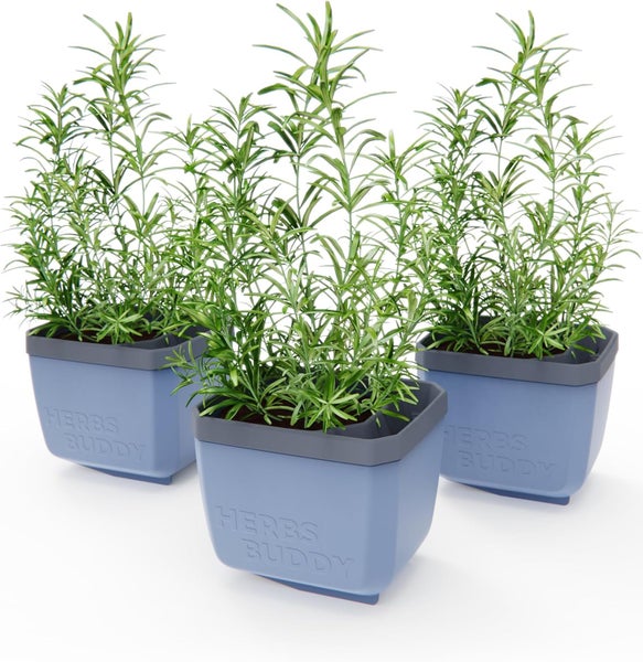 Drei Kräutertöpfe mit Rosmarin