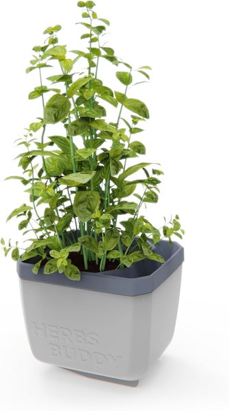 Basilikum Kräuter im Topf