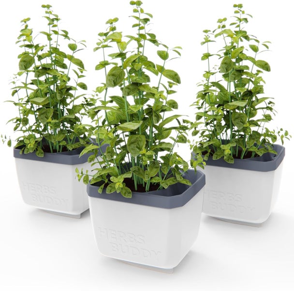 Drei Basilikumpflanzen in Töpfen für den Innenbereich