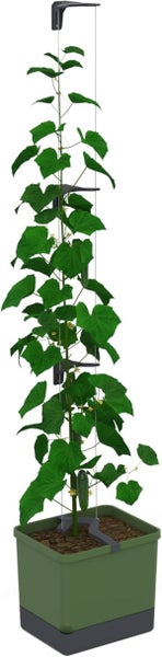 Gurkenpflanze im Pflanzgefäß mit Rankhilfe