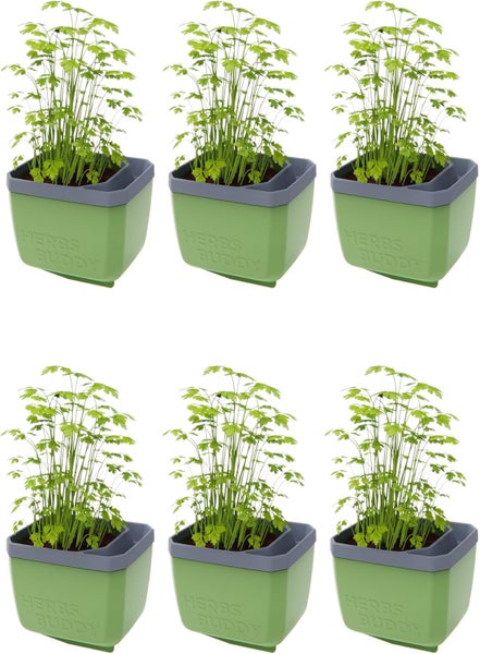 Sechs Kräutertöpfe mit Petersilie in grünen Behältern mit der Aufschrift Herbes Buddy.