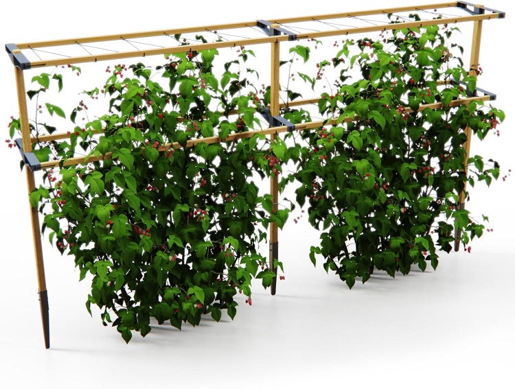 Himbeerspalier aus Holz mit Spanndrähten und grünen Himbeerpflanzen mit roten Früchten.